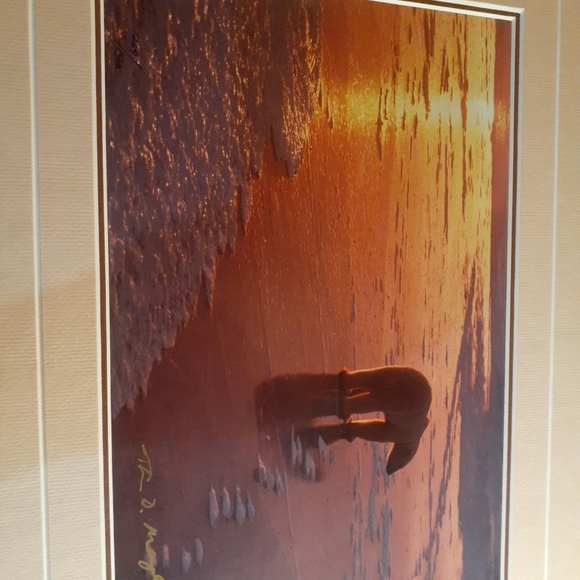 GORGEOUS 1989 Thomas D Mangelsen Signed BEAR 8"x10" Framed Print. - Picture 2 of 5